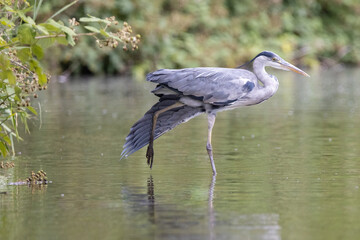 Grey Heron