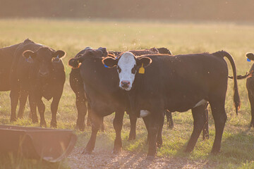 commercial cattle backlit in summer pasture with horn flies