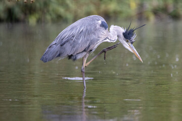 Grey Heron