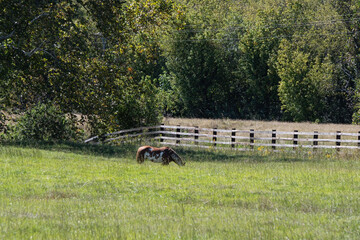 Lone horse grazing in very tall grass