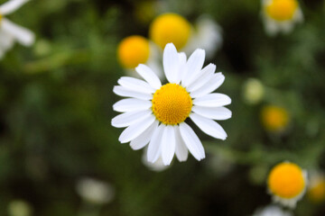 Fototapeta premium Natural Beautiful Flower Closeup