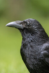 Crow