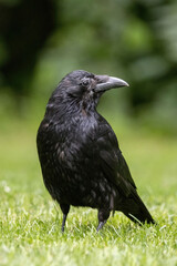 Crow