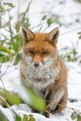 Male Fox