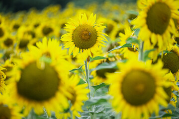 field of sunflowers