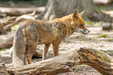 Male Fox