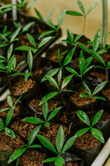 mudas de árvores na mata atlântica 