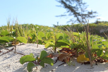 Landscape of Praia das Dunas in Cabo Frio RJ