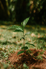 muda de árvore na mata atlântica 