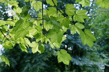 Sycamore maple - Acer Pseudoplatanus at spring and in summer close up