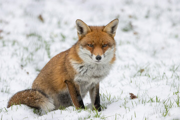 Fototapeta premium Male Fox