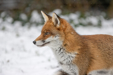 Male Fox