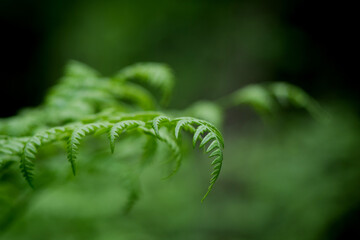 Fern leaves in the forest