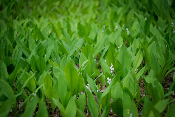 Lilies of the valley