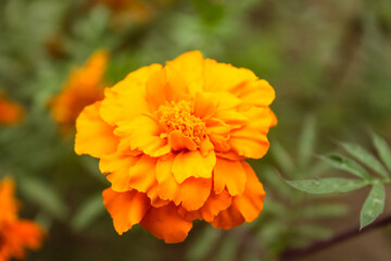 Natural Beautiful Flower Closeup