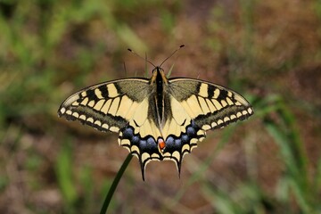 Machaon