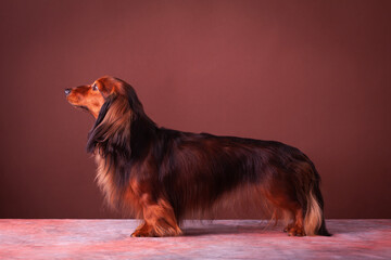 Miniature dachshund studio portrait