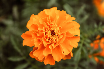 Natural Beautiful Flower Closeup