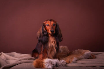 Miniature dachshund studio portrait