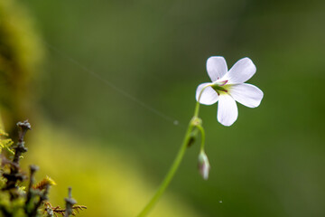 Flor silvestre