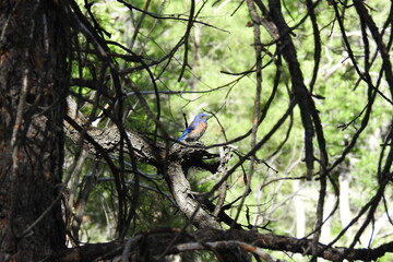 A western bluebird perched in a pine forest on the southern rim of the Grand Canyon, northwestern corner of Arizona.