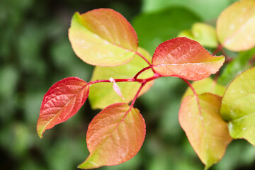 Natural Beautiful Flower Closeup