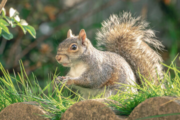 Squirrel