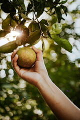 Mão feminina segurando uma laranja da mata atlântica brasil
