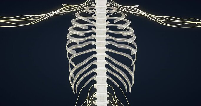 Pain due to hernia of the spine, Central nervous system, spinal cord, anatomy of the spine, joint, vertebrae, Meningocele