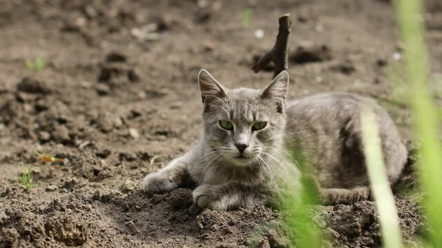 4k Cute gray fluffy cat with green eyes lies on the ground and looks at camera in the spring garden, funny domestic animals
