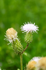 Natural Beautiful Flower Closeup