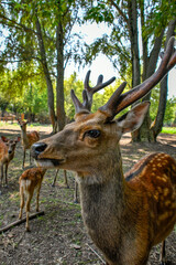 free-range brown-haired spotted deer 