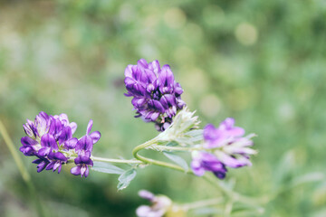 Natural Beautiful Flower Closeup