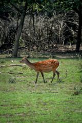 free-range brown-haired spotted deer 