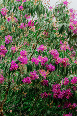 Flores rosas da quaresmeira da mata atlântica brasil
