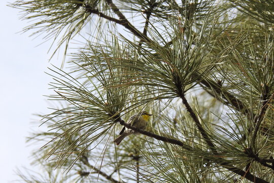 A Grace's warbler perched in a pine tree on the Mogollon Rim, in the Coconino National Forest, Arizona. 