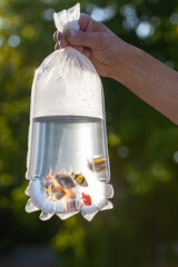 A hand holds a transparent package with multicolored aquarium fish lit by the sun on a blurred background, vertical. Small fish in a bag of water