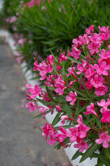 Blooming oleander bush with pink flowers.