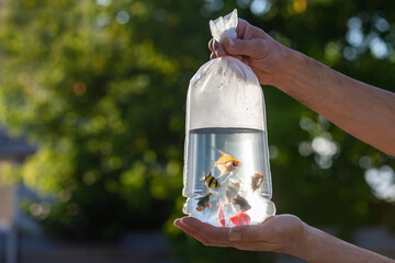 Hands hold a transparent bag with multicolored aquarium fish lit by the sun on a blurred...