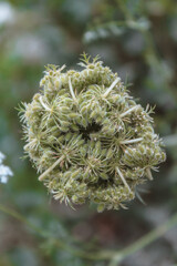 Natural Beautiful Flower Closeup