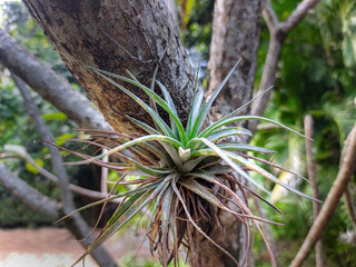 Epiphyte ride-on plants in the rainforest