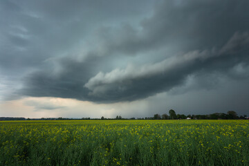 Developing thunderstorm over canola field in Sweden
