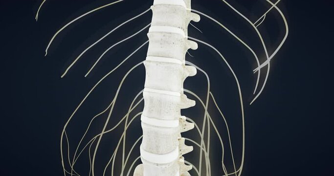Central nervous system, spinal cord, anatomy of the spine, joint, vertebrae, Meningocele