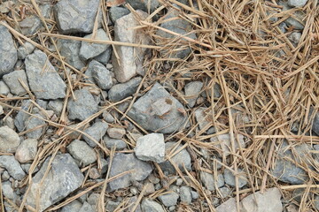A brown marmorated stink bug crawling on small rocks and debris in the Prescott National Forest, Arizona.