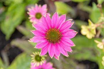 Fototapeta premium Pink Flower