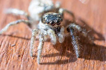 Female Zebra Jumping Spider