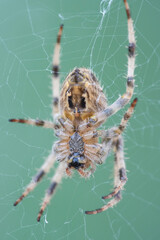 Male Spider
