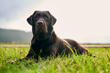 backlit portrait of chocolate labrador retriever dog lying on a nice lawn at sunset
