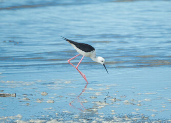 Black-winged Stilt