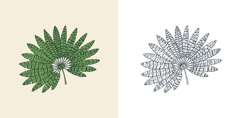 Fan palm plant. Tropical or exotic leaves and leaf. Vintage fern. Engraved flowers. Hand drawn. Botanical background. © artbalitskiy